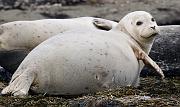 Harbor Seal 1671